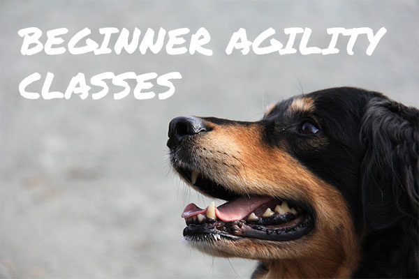 Learn more about beginner agility classes