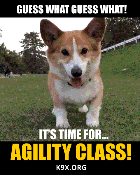 An excited corgi looks like it's dancing when we tell him it's time for agility class! Sign up at k9x.org.