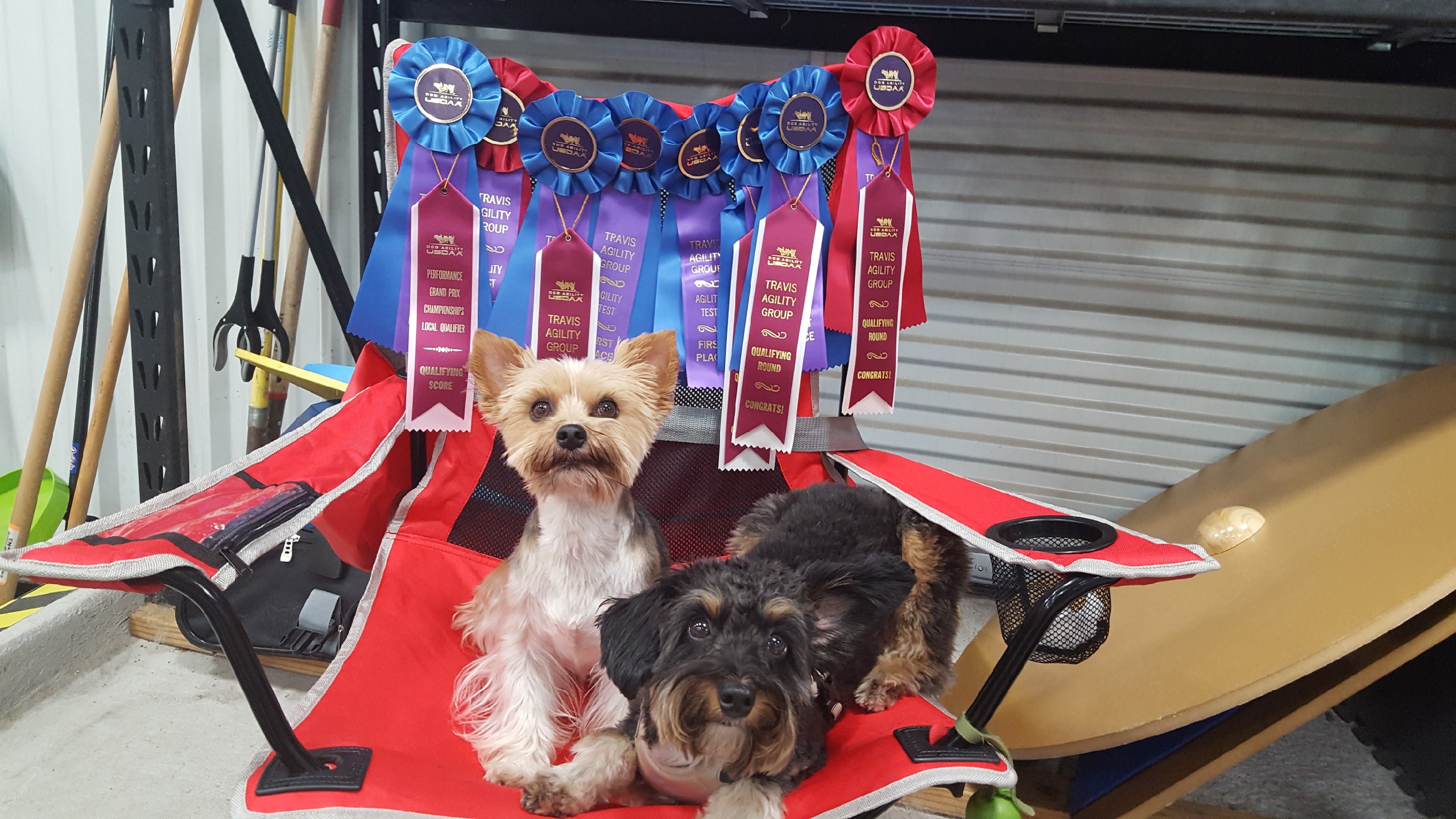 Rosie and Shadow showing off all of their ribbons